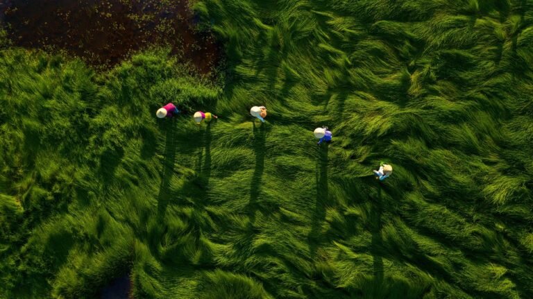 farmers, harvest, nature, vietnam, farm, field, crops, plants, plantation, people, conical hat, farm work, rural, countryside, aerial view, aerial photography